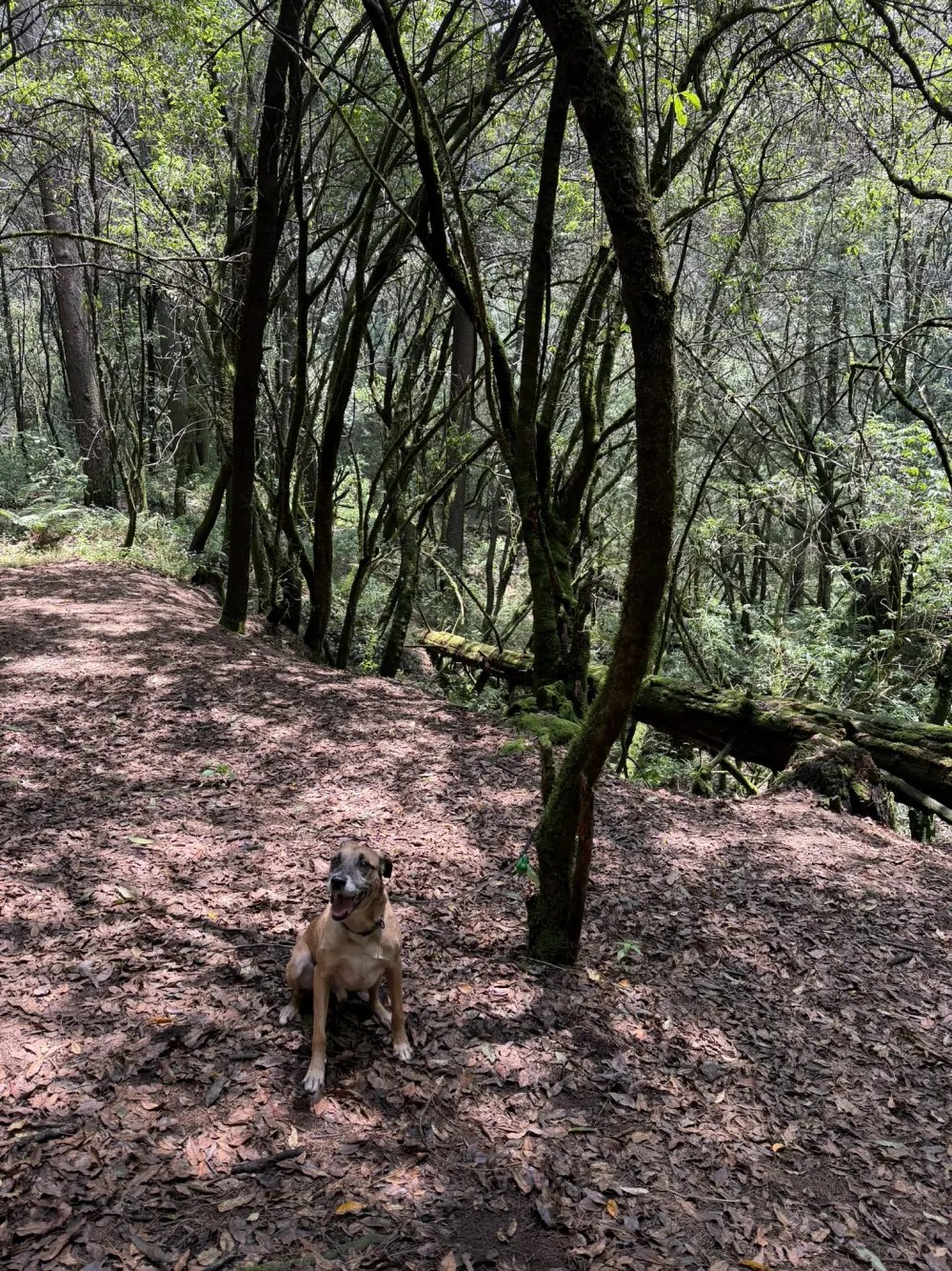 Mine sentado en el bosque