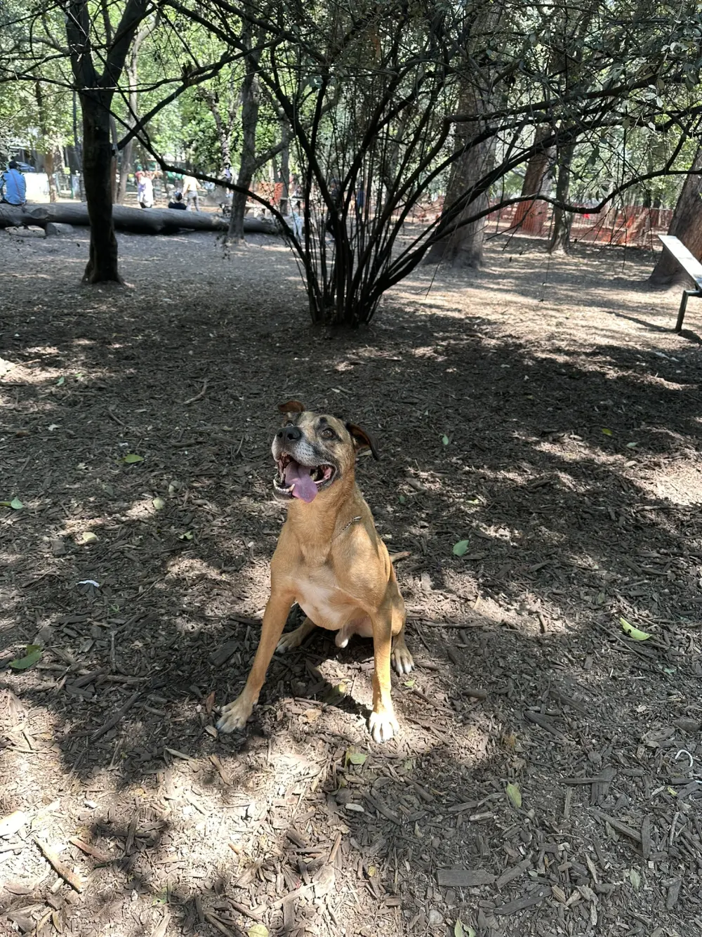 Mine en el parque con la lengua de fuera