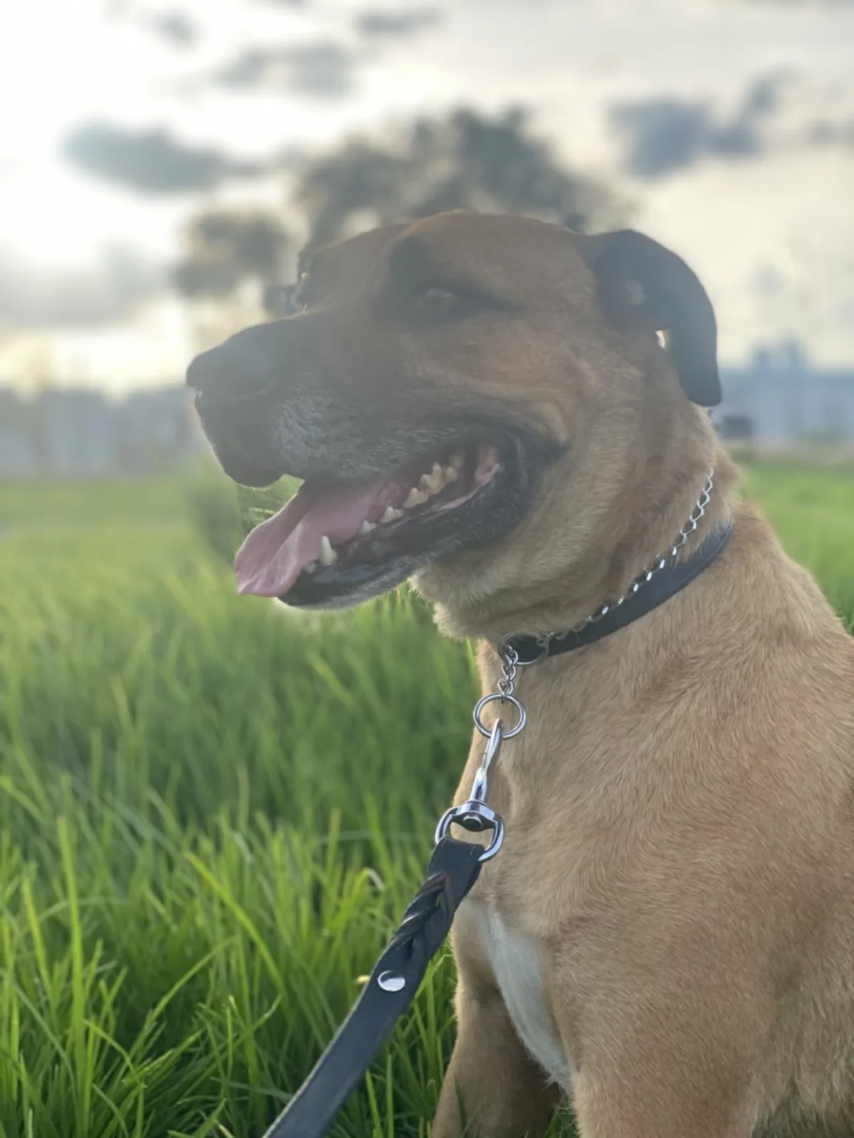 Mine de perfil en el pasto